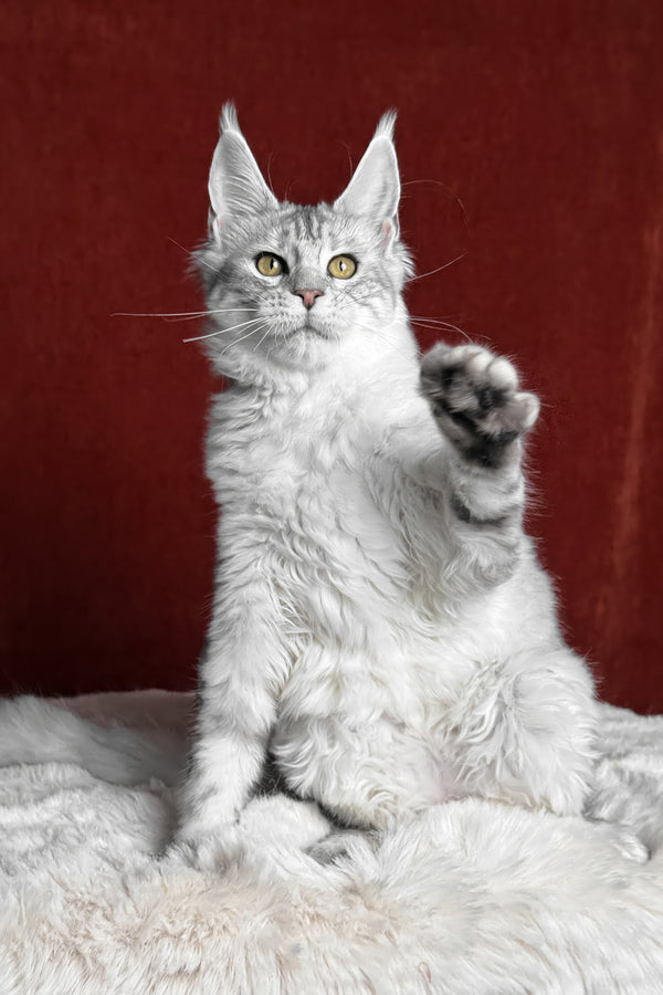 Molly | Maine Coon Kitten