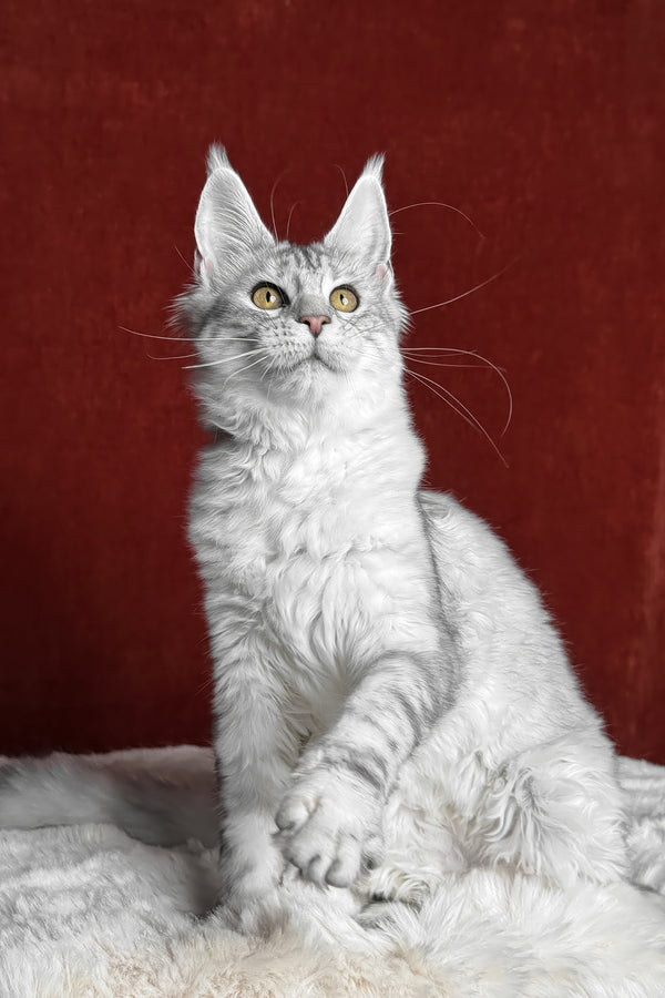 Molly | Maine Coon Kitten