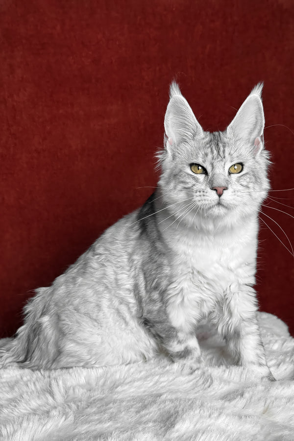 Molly | Maine Coon Kitten