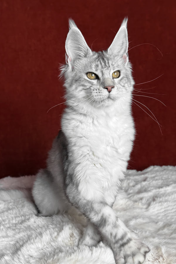 Molly | Maine Coon Kitten