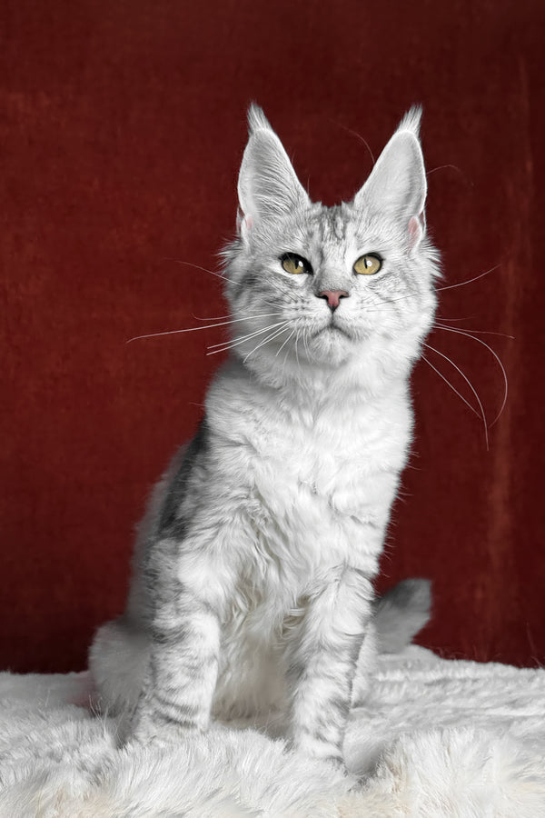 Molly | Maine Coon Kitten