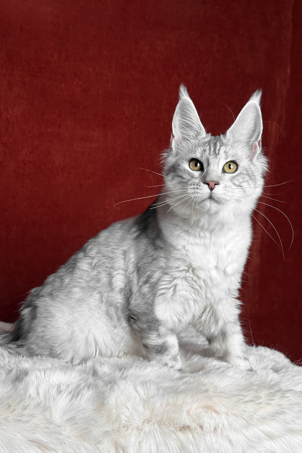 Molly | Maine Coon Kitten