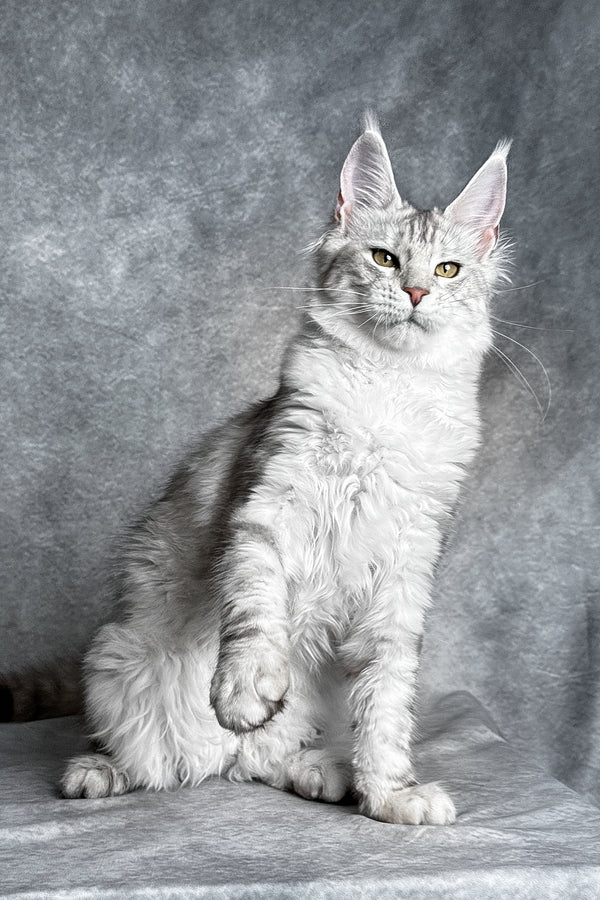 Molly | Maine Coon Kitten