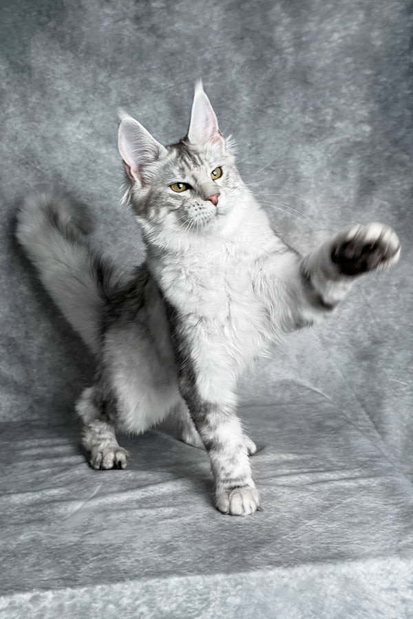 Molly | Maine Coon Kitten