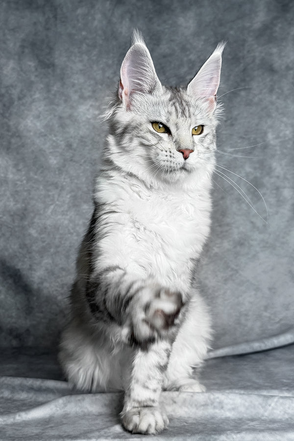 Molly | Maine Coon Kitten