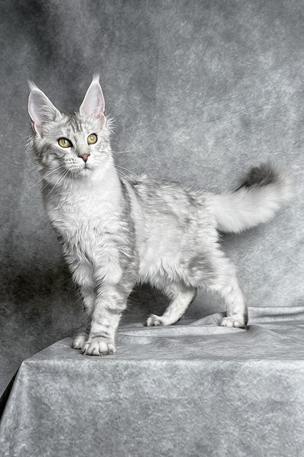 Molly | Maine Coon Kitten