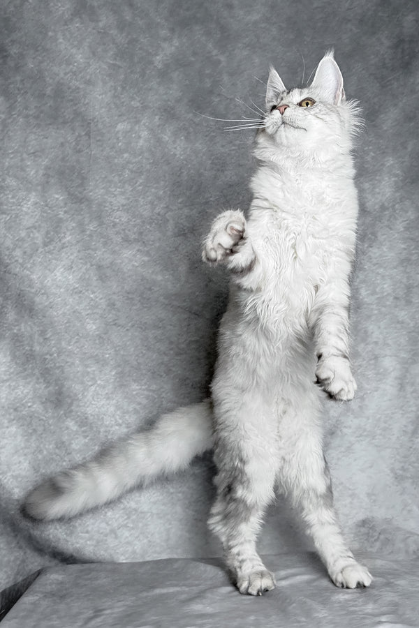 Molly | Maine Coon Kitten