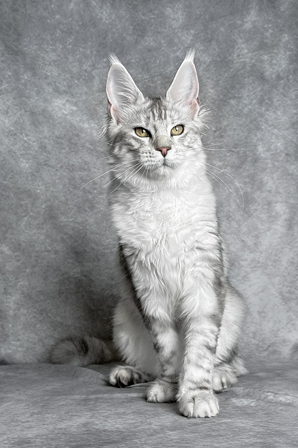 Molly | Maine Coon Kitten