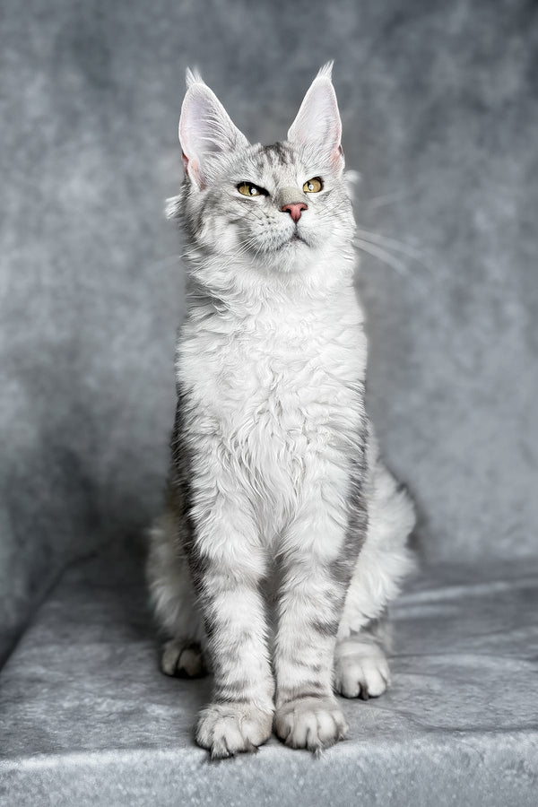 Molly | Maine Coon Kitten