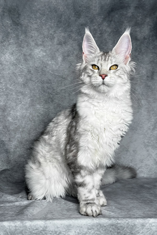 Molly | Maine Coon Kitten