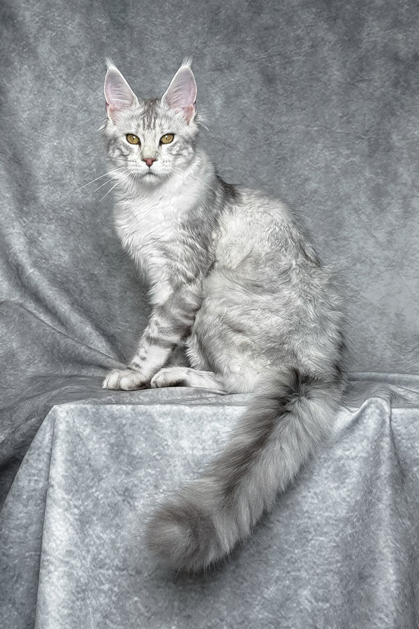 Molly | Maine Coon Kitten