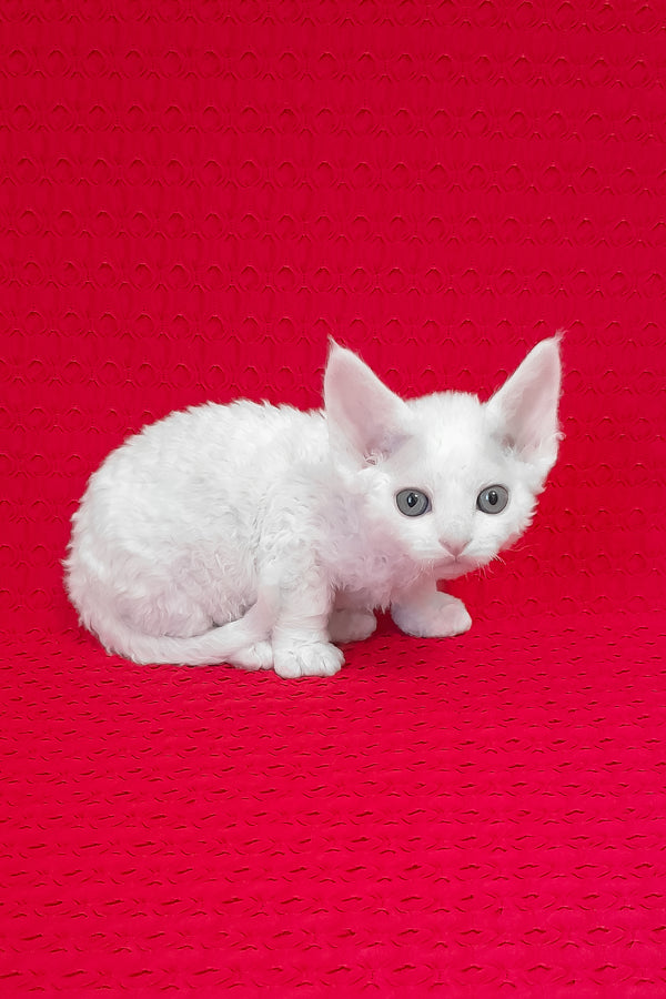 Molly | Devon Rex Kitten