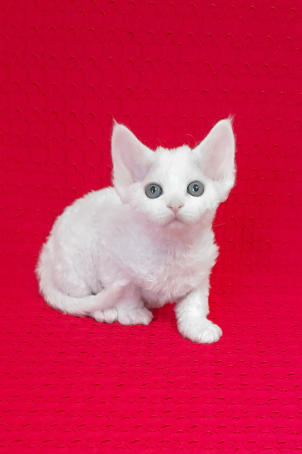 Molly | Devon Rex Kitten