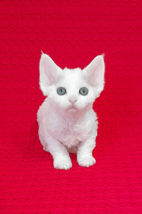 Molly | Devon Rex Kitten