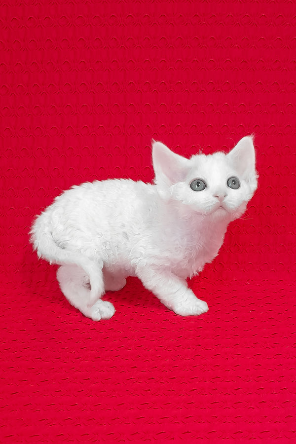 Molly | Devon Rex Kitten