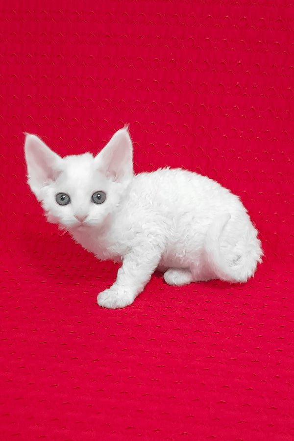 Molly | Devon Rex Kitten