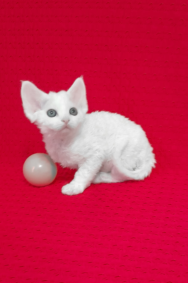 Molly | Devon Rex Kitten