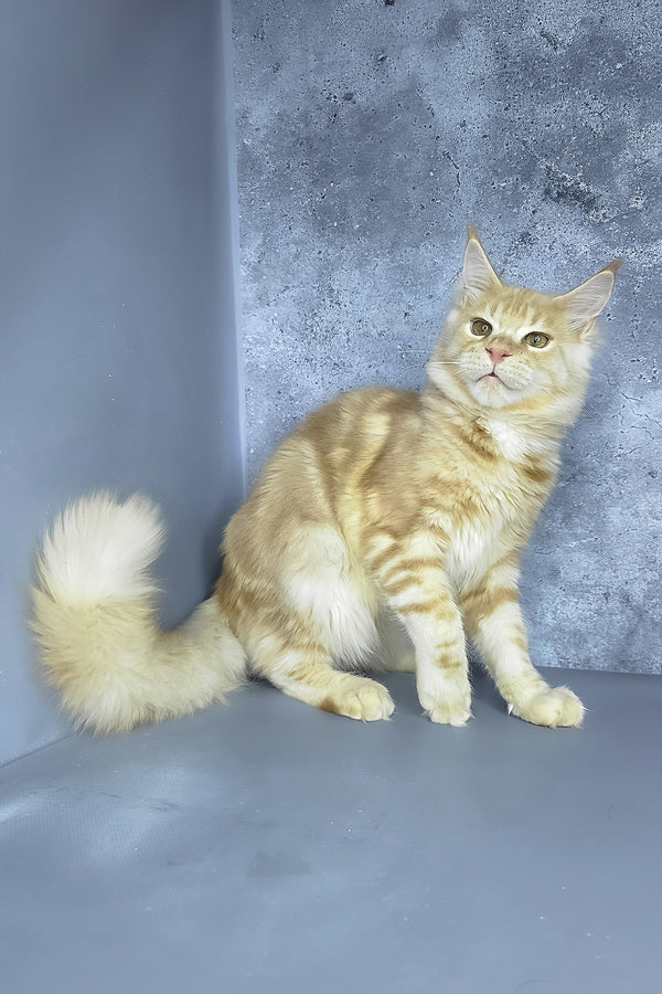 Meet Moon the Majestic Red Silver Blotched Tabby Maine Coon Kitten