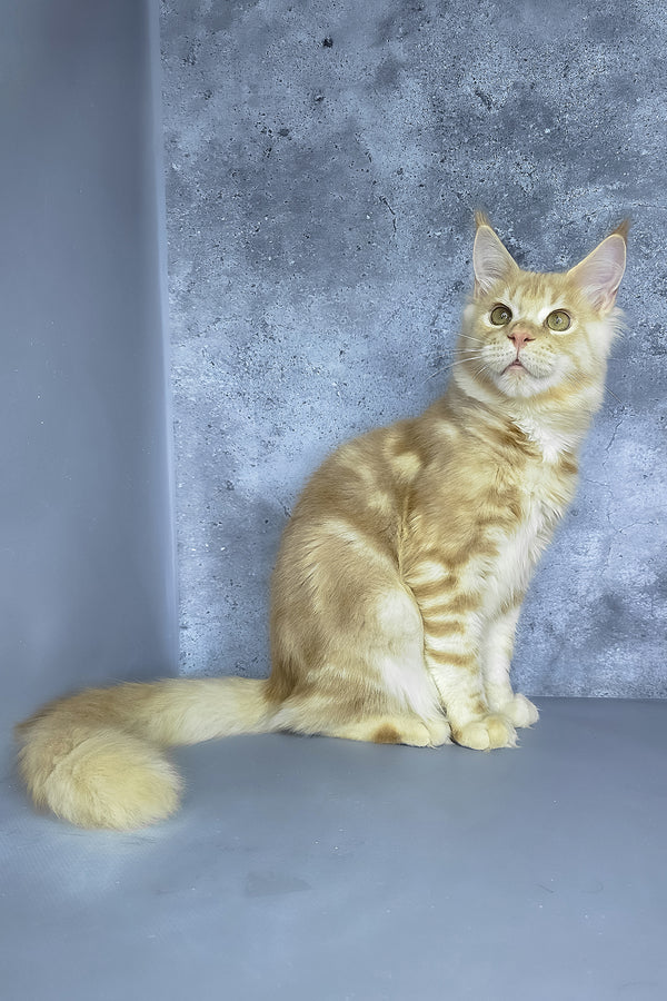 Meet Moon the Majestic Red Silver Blotched Tabby Maine Coon Kitten