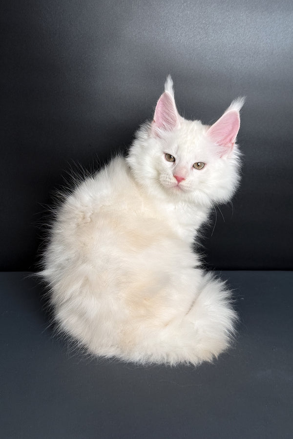 Mousse | Maine Coon Kitten