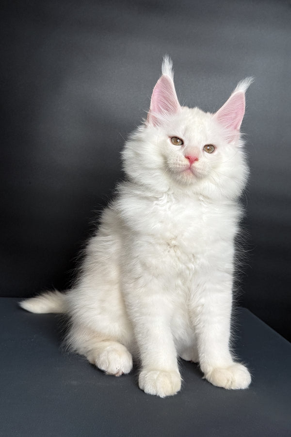 Mousse | Maine Coon Kitten