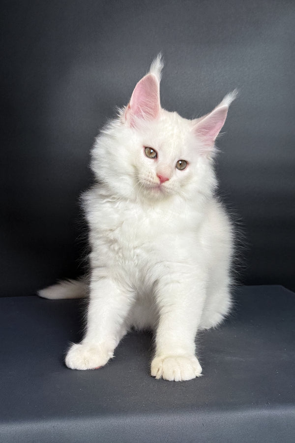 Mousse | Maine Coon Kitten