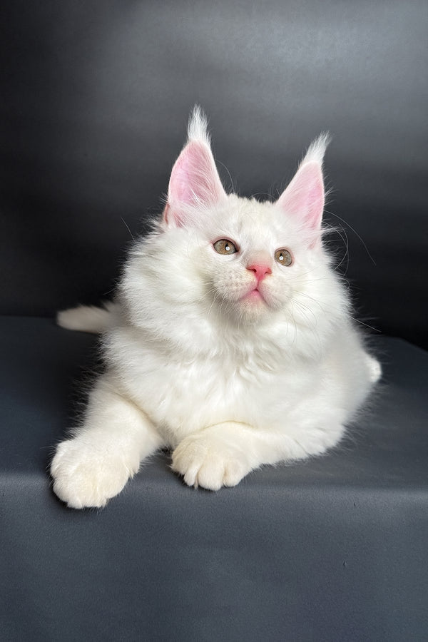 Mousse | Maine Coon Kitten