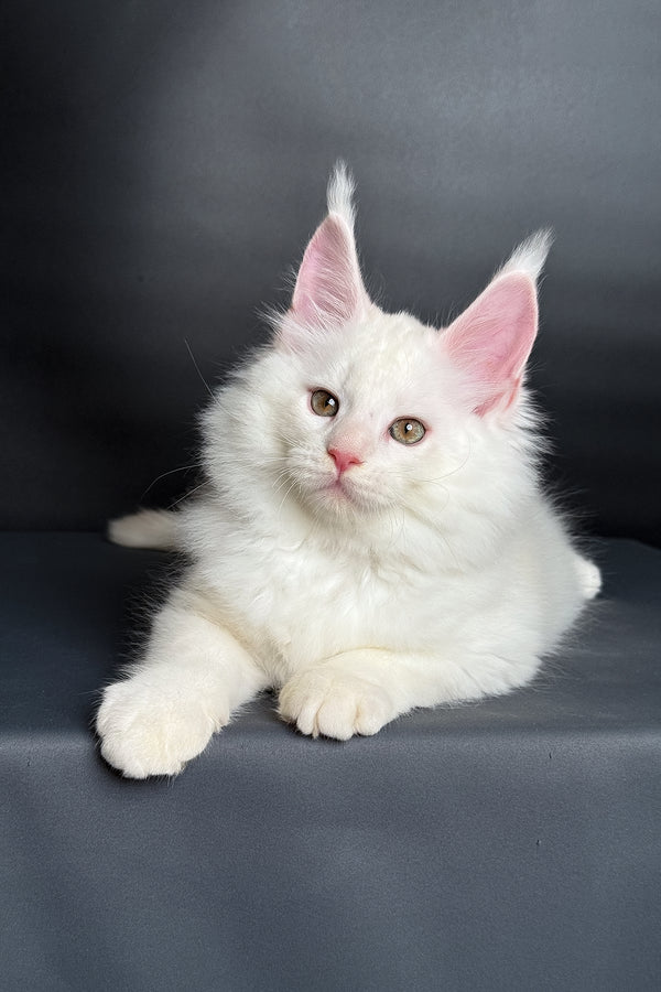 Mousse | Maine Coon Kitten