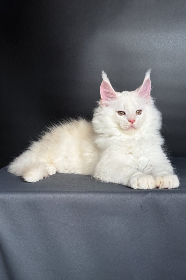 Mousse | Maine Coon Kitten