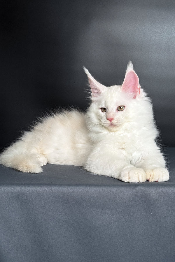 Mousse | Maine Coon Kitten