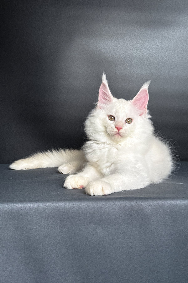 Mousse | Maine Coon Kitten