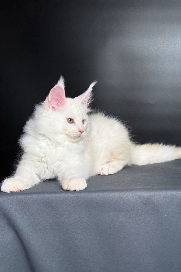 Mousse | Maine Coon Kitten