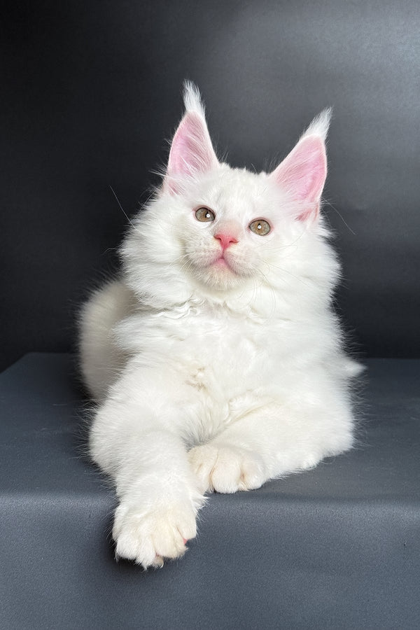 Mousse | Maine Coon Kitten