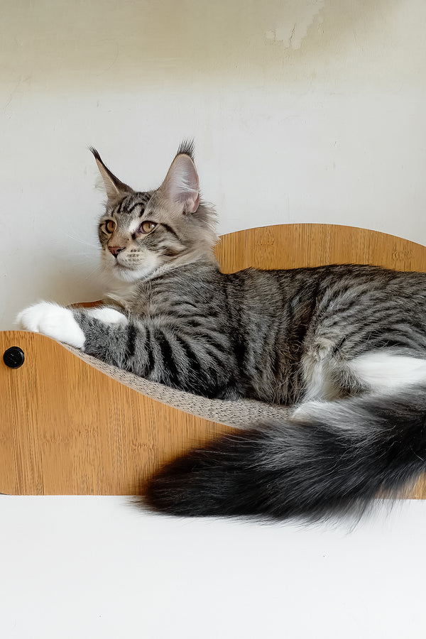 Moris | Maine Coon Kitten
