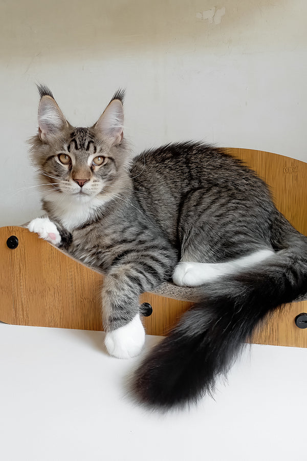 Moris | Maine Coon Kitten
