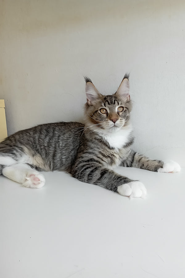 Moris | Maine Coon Kitten