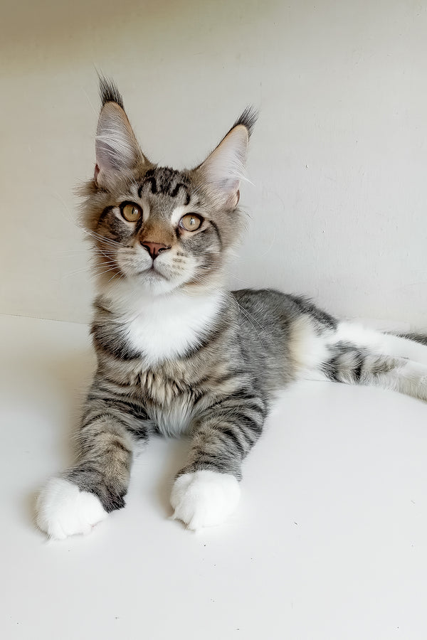 Moris | Maine Coon Kitten