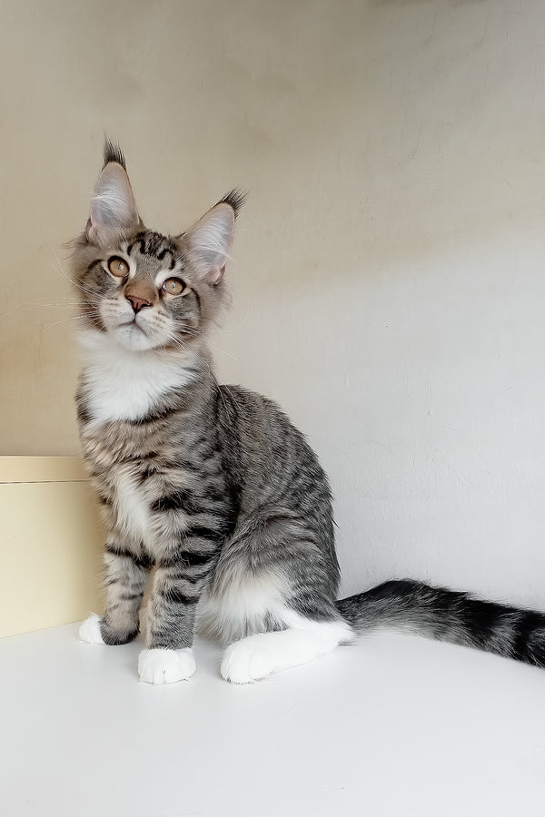 Moris | Maine Coon Kitten