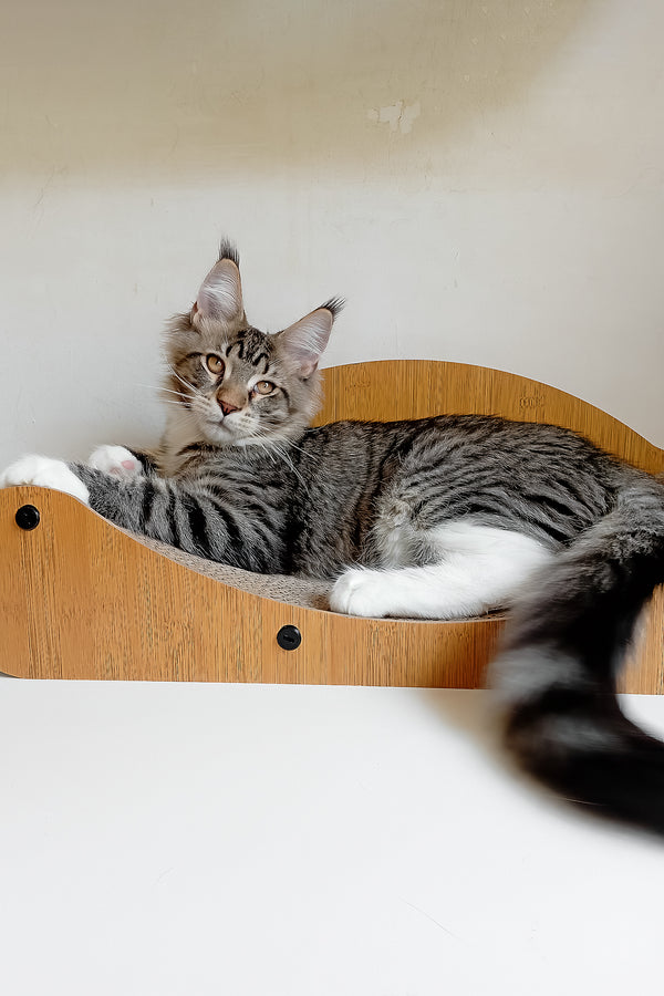 Moris | Maine Coon Kitten