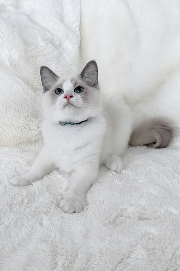 Motty | Ragdoll Kitten