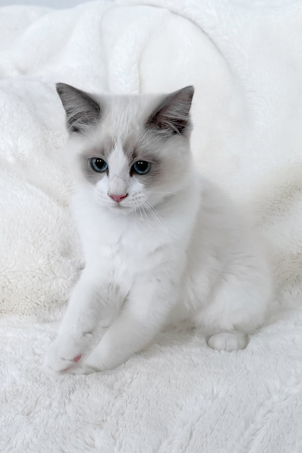 Motty | Ragdoll Kitten