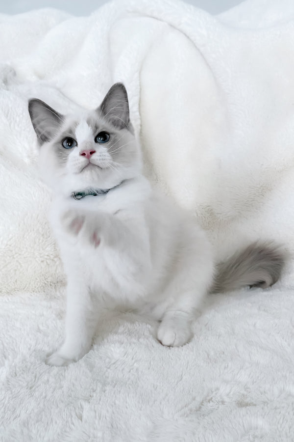Motty | Ragdoll Kitten