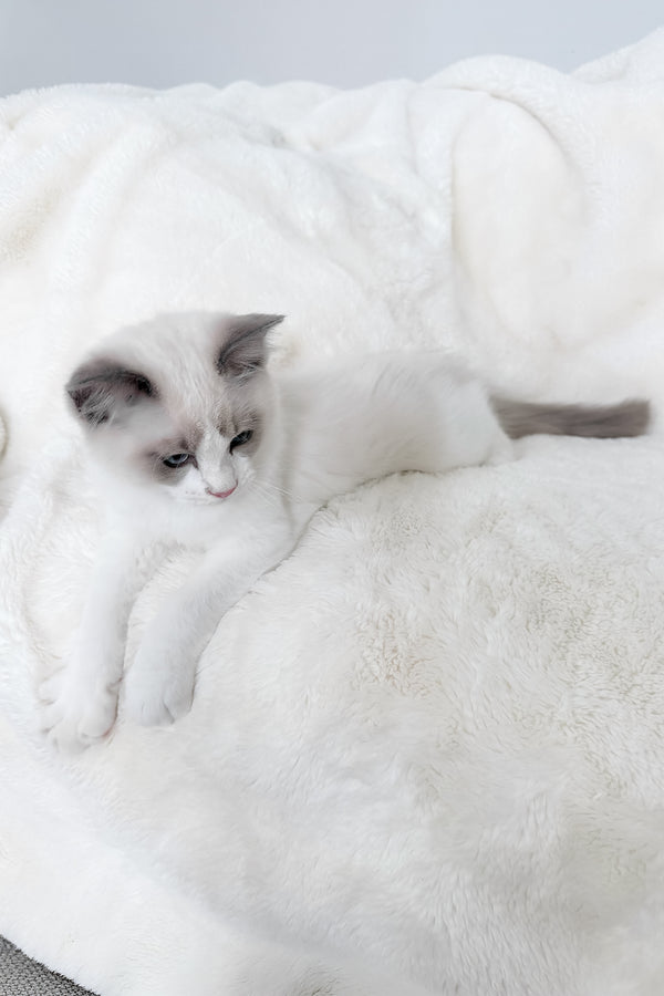 Motty | Ragdoll Kitten