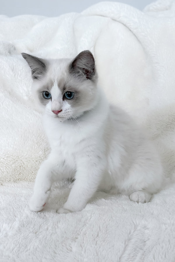 Motty | Ragdoll Kitten