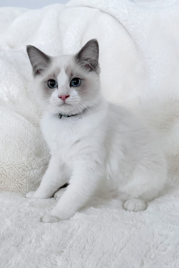 Motty | Ragdoll Kitten