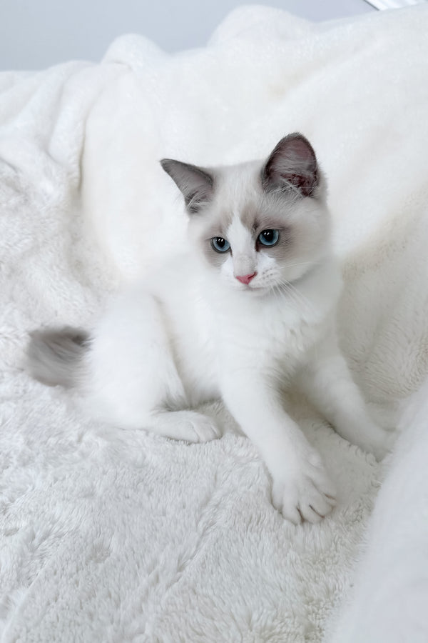 Motty | Ragdoll Kitten