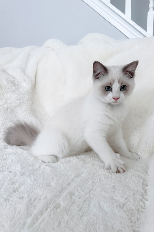Motty | Ragdoll Kitten