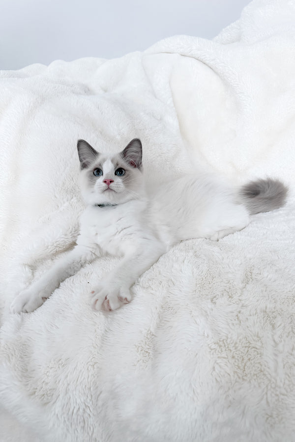 Motty | Ragdoll Kitten