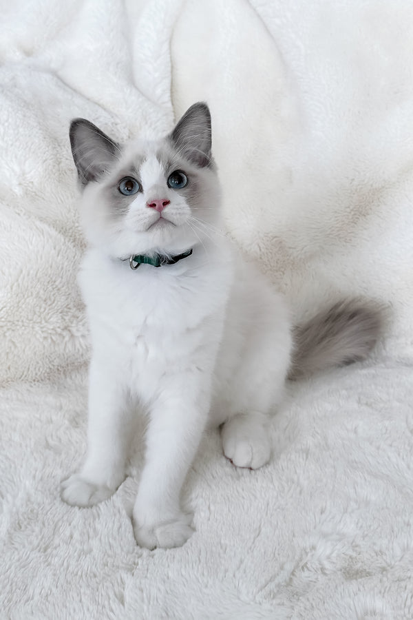 Motty | Ragdoll Kitten