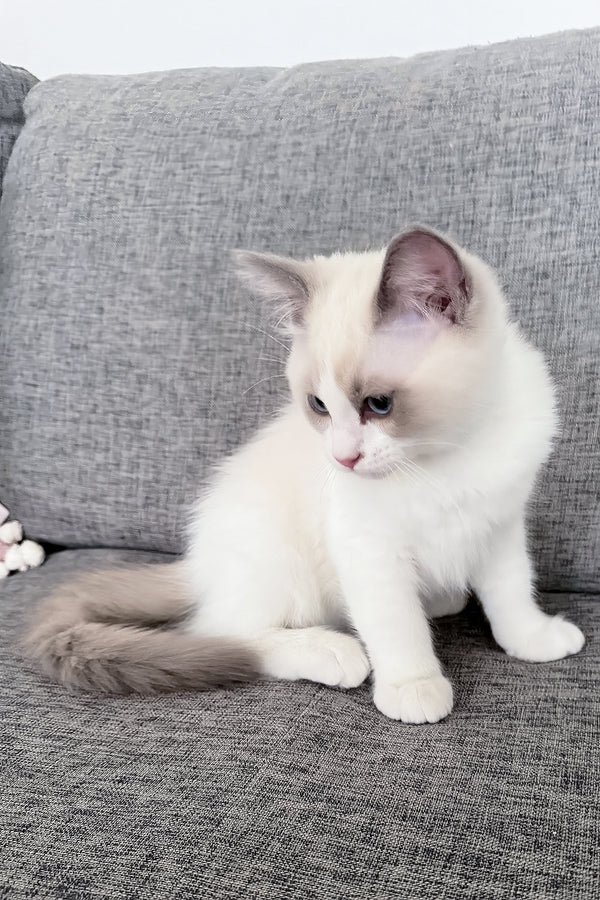 Motty | Ragdoll Kitten